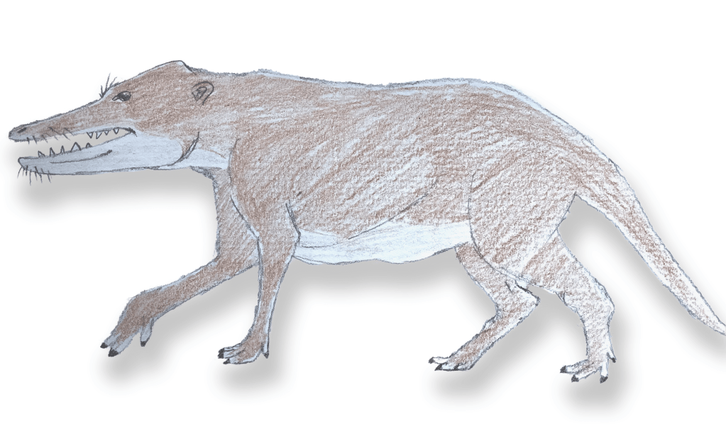 Evolución de los&nbsp;cetáceos