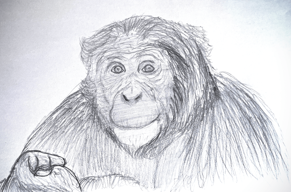 Bonobos, los simios más&nbsp;pacíficos