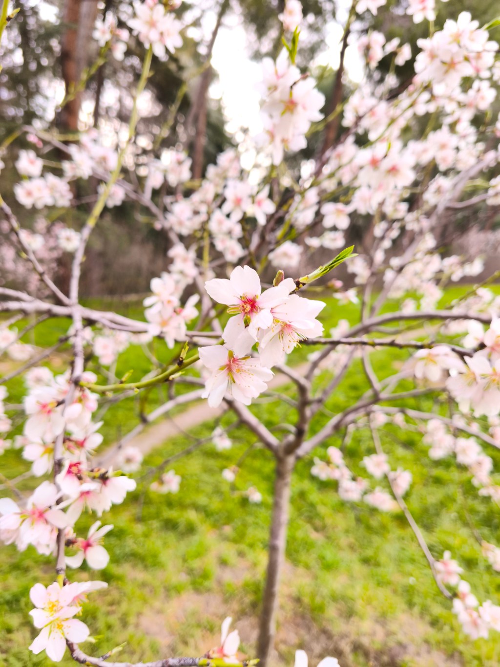 Soneto a la&nbsp;primavera