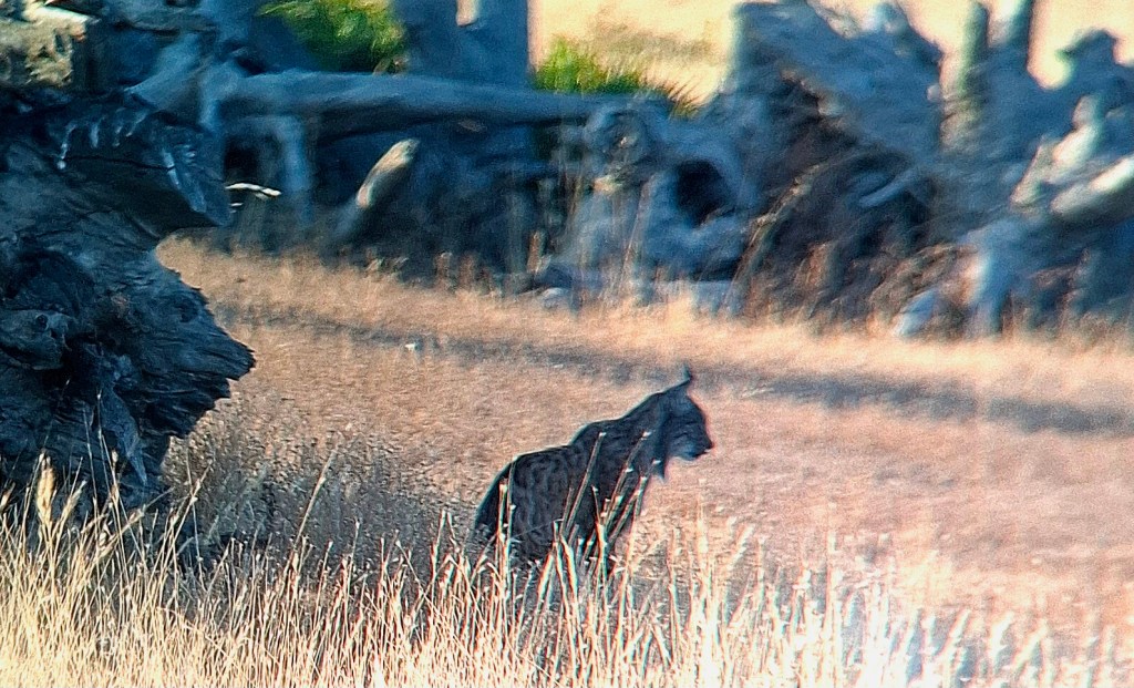 Caminando entre linces