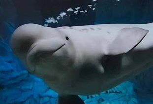 Los canarios del&nbsp;mar